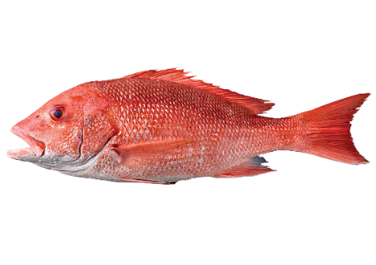 FRESH/FROZEN-AMERICAN-RED-SNAPPER