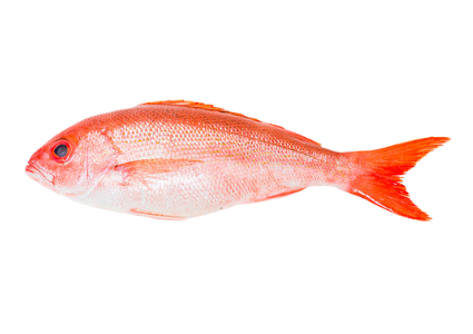 FRESH/FROZEN-BEELINER-VERMILION-SNAPPER
