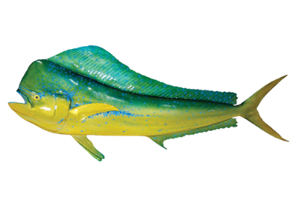 FRESH/FROZEN-MAHI-MAHI