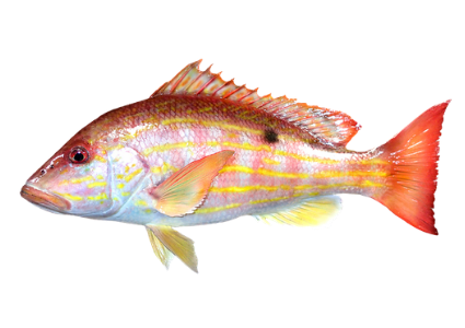 FRESH/FROZEN-PACIFIC-LANE-SNAPPER