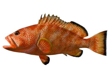 FRESH/FROZEN-STRAWBERRY-GROUPER